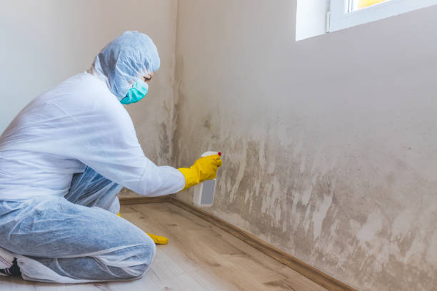 Licensed Mold Testing service in Highland, IL - WQB Mold Removal